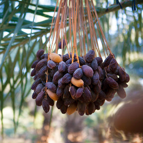 Eigenzinnige Medjool-dadels
